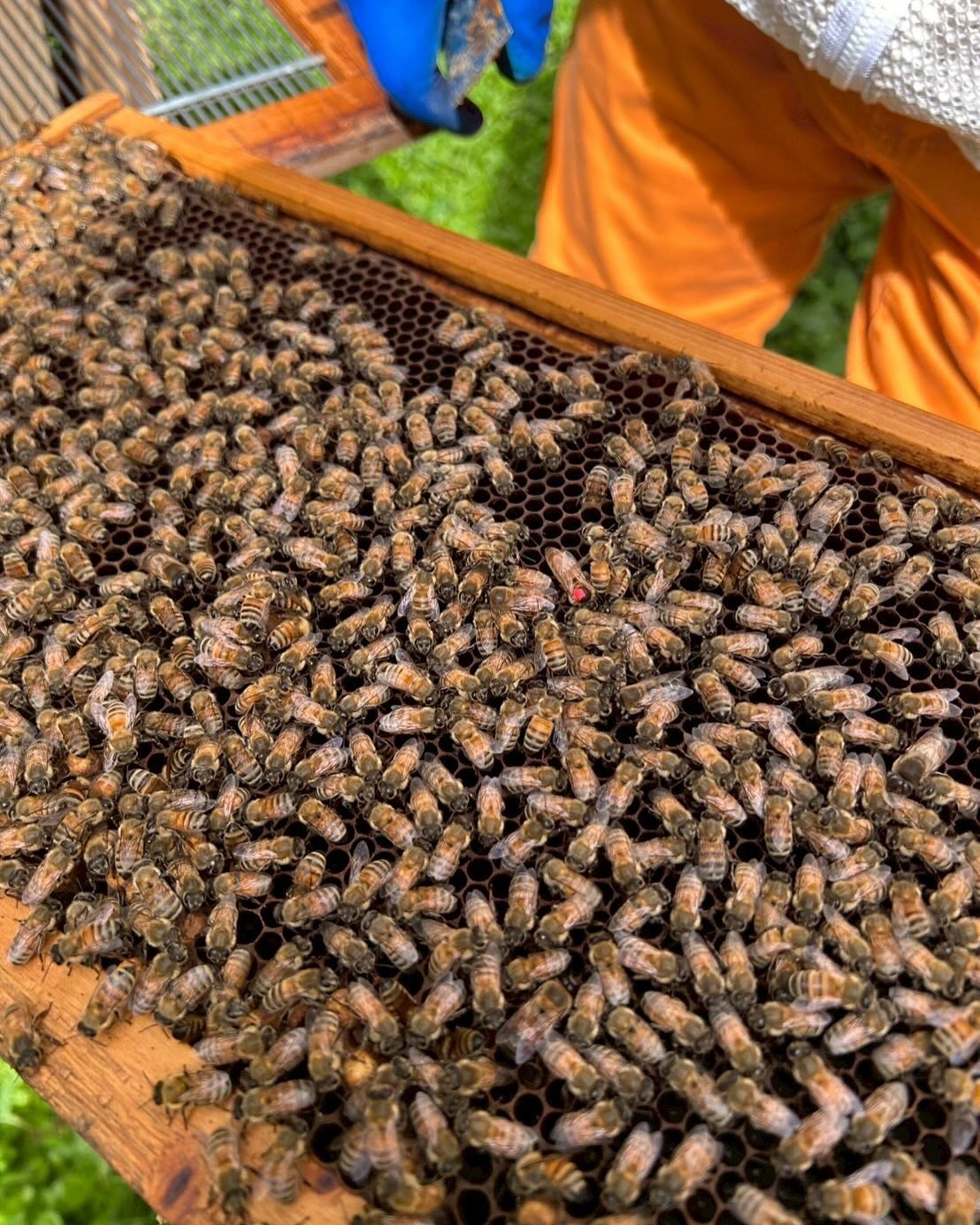 養蜂体験〜！　大変勉強になりました